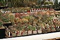 Нажмите на изображение для увеличения.

Название:	2011_01_greenhouse_IMG_9977.jpg
Просмотров:	232
Размер:	182.4 Кб
ID:	313987