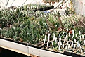 Нажмите на изображение для увеличения.

Название:	2011_01_greenhouse_IMG_9981.jpg
Просмотров:	216
Размер:	199.8 Кб
ID:	313988