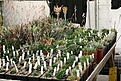 Нажмите на изображение для увеличения.

Название:	2011_01_greenhouse_IMG_9982.jpg
Просмотров:	220
Размер:	172.9 Кб
ID:	313989