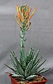 Нажмите на изображение для увеличения.

Название:	Aloe_longistyla_IMG_9907.jpg
Просмотров:	207
Размер:	80.7 Кб
ID:	313990