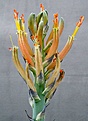 Нажмите на изображение для увеличения.

Название:	Aloe_longistyla_IMG_9915.jpg
Просмотров:	214
Размер:	69.0 Кб
ID:	313991