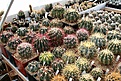 Нажмите на изображение для увеличения.

Название:	2011_01_ferocactus1_IMG_0013.jpg
Просмотров:	167
Размер:	215.1 Кб
ID:	314027