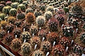 Нажмите на изображение для увеличения.

Название:	2011_01_ferocactus2_IMG_0014.jpg
Просмотров:	164
Размер:	225.8 Кб
ID:	314028