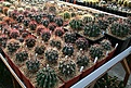 Нажмите на изображение для увеличения.

Название:	2011_01_ferocactus4_IMG_0016.jpg
Просмотров:	170
Размер:	205.9 Кб
ID:	314030