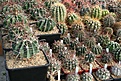 Нажмите на изображение для увеличения.

Название:	2011_01_ferocactus5_IMG_0017.jpg
Просмотров:	173
Размер:	173.3 Кб
ID:	314031