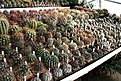 Нажмите на изображение для увеличения.

Название:	2011_01_echinopsis_IMG_0018.jpg
Просмотров:	174
Размер:	220.2 Кб
ID:	314032