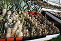 Нажмите на изображение для увеличения.

Название:	2011_01_echinocereus_IMG_0050.jpg
Просмотров:	143
Размер:	150.7 Кб
ID:	314056