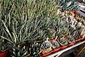 Нажмите на изображение для увеличения.

Название:	2011_01_agave_IMG_0051.jpg
Просмотров:	166
Размер:	186.6 Кб
ID:	314069