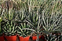 Нажмите на изображение для увеличения.

Название:	2011_01_agave_IMG_0052.jpg
Просмотров:	168
Размер:	186.5 Кб
ID:	314070