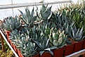 Нажмите на изображение для увеличения.

Название:	2011_01_agave_IMG_0053.jpg
Просмотров:	177
Размер:	125.9 Кб
ID:	314071