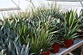 Нажмите на изображение для увеличения.

Название:	2011_01_agave_IMG_0054.jpg
Просмотров:	180
Размер:	130.1 Кб
ID:	314072
