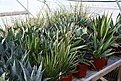 Нажмите на изображение для увеличения.

Название:	2011_01_agave_IMG_0054.jpg
Просмотров:	158
Размер:	130.1 Кб
ID:	314072