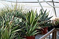 Нажмите на изображение для увеличения.

Название:	2011_01_agave_IMG_0055.jpg
Просмотров:	177
Размер:	125.6 Кб
ID:	314073