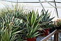 Нажмите на изображение для увеличения.

Название:	2011_01_agave_IMG_0055.jpg
Просмотров:	158
Размер:	125.6 Кб
ID:	314073