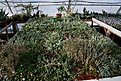 Нажмите на изображение для увеличения.

Название:	2011_01_aizoaceae_IMG_0056.jpg
Просмотров:	184
Размер:	162.1 Кб
ID:	314074