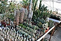 Нажмите на изображение для увеличения.

Название:	2011_01_euphorbia_IMG_0058.jpg
Просмотров:	189
Размер:	170.7 Кб
ID:	314076