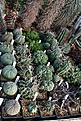 Нажмите на изображение для увеличения.

Название:	2011_01_euphorbia_IMG_0059.jpg
Просмотров:	171
Размер:	208.3 Кб
ID:	314077