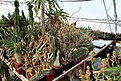 Нажмите на изображение для увеличения.

Название:	2011_01_caudex_IMG_0062.jpg
Просмотров:	179
Размер:	146.8 Кб
ID:	314078