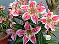 Нажмите на изображение для увеличения.

Название:	StarofLuck01.jpg
Просмотров:	184
Размер:	97.8 Кб
ID:	314079