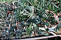 Нажмите на изображение для увеличения.

Название:	2011_01_gasteria_IMG_0063.jpg
Просмотров:	182
Размер:	167.4 Кб
ID:	314084