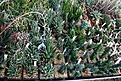 Нажмите на изображение для увеличения.

Название:	2011_01_haworthia_IMG_0065.jpg
Просмотров:	181
Размер:	190.3 Кб
ID:	314086