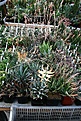 Нажмите на изображение для увеличения.

Название:	2011_01_aloe_IMG_0068.jpg
Просмотров:	179
Размер:	205.9 Кб
ID:	314089