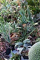 Нажмите на изображение для увеличения.

Название:	2011_01_aloe_IMG_0089.jpg
Просмотров:	181
Размер:	151.3 Кб
ID:	314090