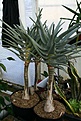 Нажмите на изображение для увеличения.

Название:	2011_01_aloe_IMG_0088.jpg
Просмотров:	183
Размер:	101.5 Кб
ID:	314091