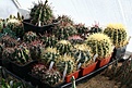 Нажмите на изображение для увеличения.

Название:	2011_01_ex_IMG_0087.jpg
Просмотров:	177
Размер:	141.1 Кб
ID:	314097