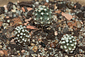 Нажмите на изображение для увеличения.

Название:	Pyrrhocactus_umadeave_Tom106_IMG_6132.jpg
Просмотров:	310
Размер:	233.8 Кб
ID:	314099