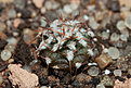 Нажмите на изображение для увеличения.

Название:	Pyrrhocactus_bulbocalyx_VG400_IMG_6129.jpg
Просмотров:	297
Размер:	197.8 Кб
ID:	314100