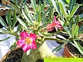 Нажмите на изображение для увеличения.

Название:	crispum.JPG
Просмотров:	172
Размер:	178.8 Кб
ID:	314109