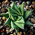 Нажмите на изображение для увеличения.

Название:	H.limifolia.jpg
Просмотров:	292
Размер:	175.1 Кб
ID:	314127