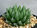 Нажмите на изображение для увеличения.

Название:	Haworthia_cummingii_DMC11214_IMG_0131.jpg
Просмотров:	168
Размер:	117.7 Кб
ID:	314160