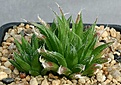 Нажмите на изображение для увеличения.

Название:	Haworthia_doldii_IB08547_IMG_0146.jpg
Просмотров:	171
Размер:	105.9 Кб
ID:	314161