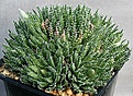 Нажмите на изображение для увеличения.

Название:	Haworthia_herbacea_IB13998_IMG_0110.jpg
Просмотров:	141
Размер:	155.6 Кб
ID:	314162