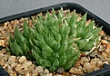 Нажмите на изображение для увеличения.

Название:	Haworthia_isabellae_DMC11034_IMG_0143.jpg
Просмотров:	172
Размер:	103.0 Кб
ID:	314163