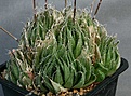 Нажмите на изображение для увеличения.

Название:	Haworthia_isabellae_IB12916_IMG_0188.jpg
Просмотров:	135
Размер:	123.9 Кб
ID:	314164