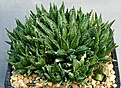 Нажмите на изображение для увеличения.

Название:	Haworthia_meiringii_IMG_0125.jpg
Просмотров:	173
Размер:	139.3 Кб
ID:	314165