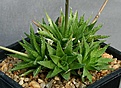 Нажмите на изображение для увеличения.

Название:	Haworthia_oxygona_JDV90-28_IMG_0154.jpg
Просмотров:	134
Размер:	99.9 Кб
ID:	314166