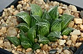 Нажмите на изображение для увеличения.

Название:	Haworthia_paradoxa_VA5747_IMG_0161.jpg
Просмотров:	183
Размер:	103.0 Кб
ID:	314167