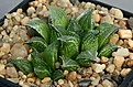 Нажмите на изображение для увеличения.

Название:	Haworthia_paradoxa_VA5747_IMG_0161.jpg
Просмотров:	132
Размер:	103.0 Кб
ID:	314167