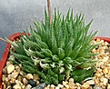 Нажмите на изображение для увеличения.

Название:	Haworthia_tenera_Grahamstown_IMG_0123.jpg
Просмотров:	163
Размер:	131.4 Кб
ID:	314168
