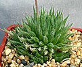 Нажмите на изображение для увеличения.

Название:	Haworthia_tenera_Grahamstown_IMG_0123.jpg
Просмотров:	129
Размер:	131.4 Кб
ID:	314168