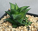 Нажмите на изображение для увеличения.

Название:	Haworthia_beanii_RIB0624_IMG_0158.jpg
Просмотров:	164
Размер:	108.4 Кб
ID:	314169