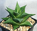 Нажмите на изображение для увеличения.

Название:	Haworthia_venosa_Farn51-805_IMG_0095.jpg
Просмотров:	133
Размер:	107.6 Кб
ID:	314170