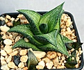 Нажмите на изображение для увеличения.

Название:	Haworthia_venosa_ssp_recurva_CC-26_IMG_0100.jpg
Просмотров:	134
Размер:	123.4 Кб
ID:	314171