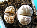 Нажмите на изображение для увеличения.

Название:	Lithops dorothea_9.10.JPG
Просмотров:	191
Размер:	234.1 Кб
ID:	314176