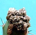 Нажмите на изображение для увеличения.

Название:	Astrophytum KabCoCapAs_9.07-7.102.JPG
Просмотров:	352
Размер:	218.2 Кб
ID:	314179