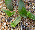 Нажмите на изображение для увеличения.

Название:	gasteria_seedlings_DSCN9212.jpg
Просмотров:	137
Размер:	145.6 Кб
ID:	314192